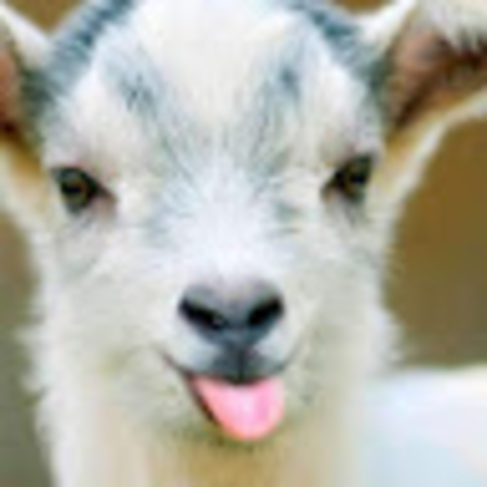 Meet your Posher, Quinn